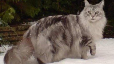 ​世界上最长的猫，缅因猫斯蒂威身长达1米23