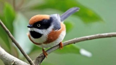 ​世界上最邪恶的四大动物，僵尸鸟专吃动物大脑