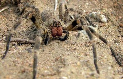 ​世界十大最恐怖毒蜘蛛，中国捕鸟蛛榜上有名单