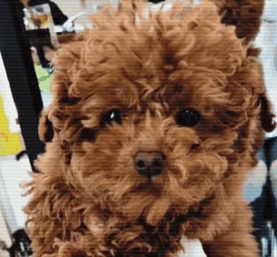 帅气逼人的泰迪剃完毛后秒变猪八戒！网友：已笑晕