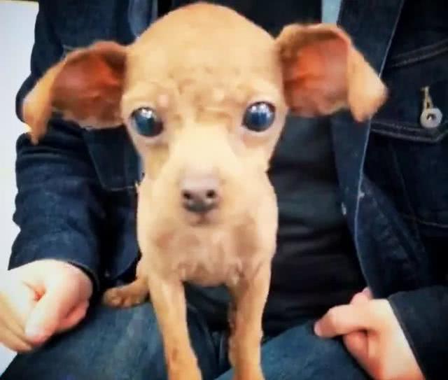 帅气逼人的泰迪剃完毛后秒变猪八戒！网友：已笑晕