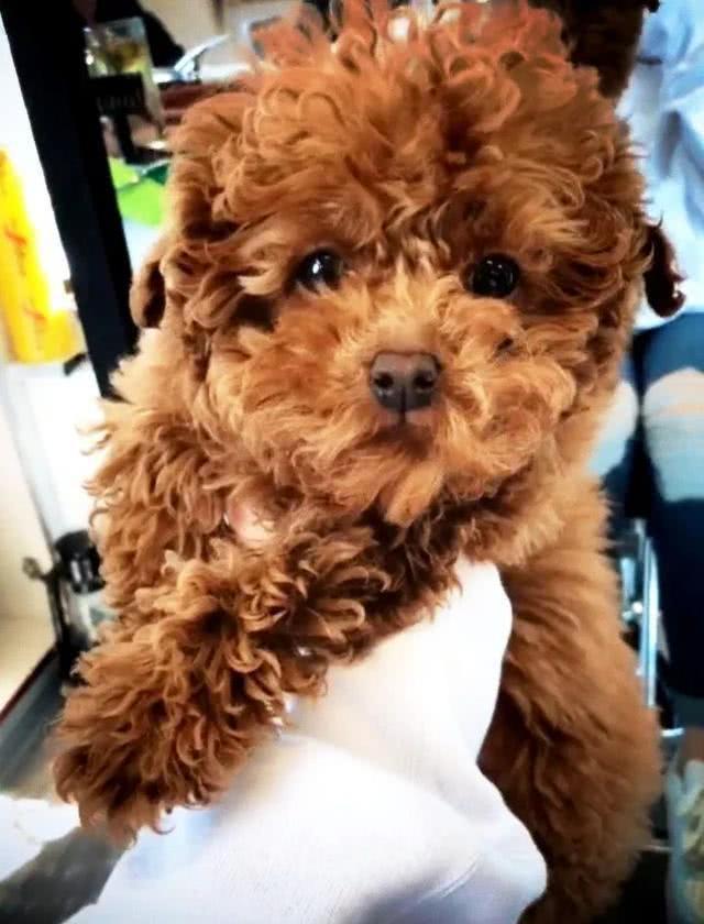 帅气逼人的泰迪剃完毛后秒变猪八戒！网友：已笑晕