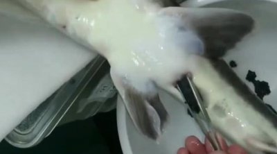 ​日本大厨“隔空”取鱼子酱,取完鲟鱼存活率提高,一直循环利用