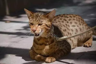 ​世界十大最贵的纯种猫，排名第一价格要60万