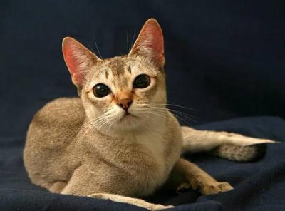 ​世界上最小的猫，新加坡猫体重不足2公斤