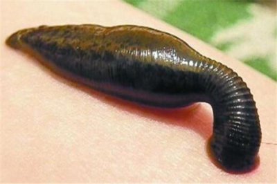 ​世界十大吸血生物，水蛭蚊子双双榜上有名