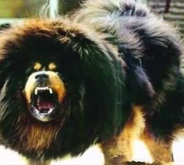 十只小藏獒才能养出一只鬼獒, 价值百万争着买!