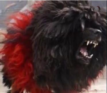 十只小藏獒才能养出一只鬼獒, 价值百万争着买!