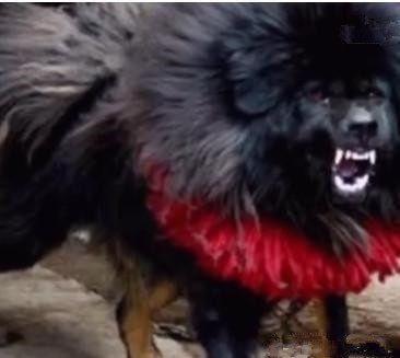 十只小藏獒才能养出一只鬼獒, 价值百万争着买!