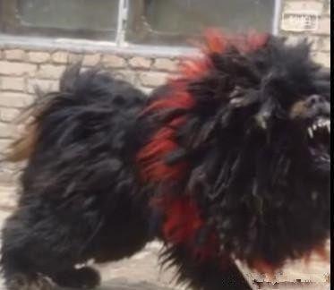 十只小藏獒才能养出一只鬼獒, 价值百万争着买!