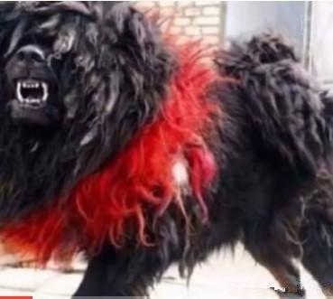 十只小藏獒才能养出一只鬼獒, 价值百万争着买!