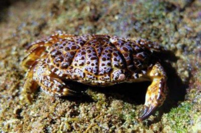 ​世界十大最毒的螃蟹，铜铸熟若蟹排名第一