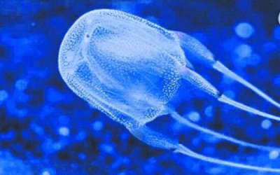 ​世界十大恐怖动物之王，箱水母位居第一