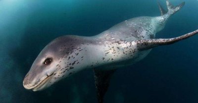 ​世界上最凶猛的海豹，豹形海豹乃南极霸主