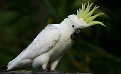 ​世界十大寿命最长鸟类排行榜，第一种能活80岁