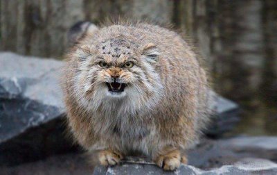 ​世界上最凶的猫十大排行榜，帕拉斯猫排第一