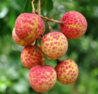 ​中国荔枝十大品种：挂绿排第一，曾经卖出天价