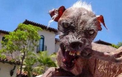 ​世界十大丑狗排行榜图片，丑鬼山姆名列首位