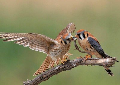 ​世界上最小的猛禽，美洲隼体长约30厘米