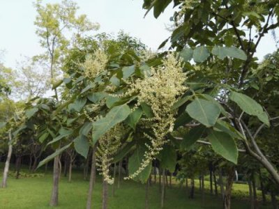 ​世界十大经济树木排行榜，盐肤木位居首位