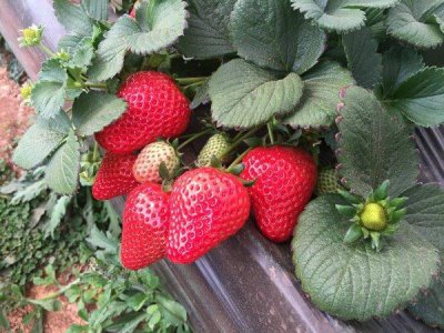 ​中国草莓有多少品种？中国十大草莓品牌