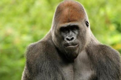 ​世界十大最聪明的动物排名，大象仅排在第八