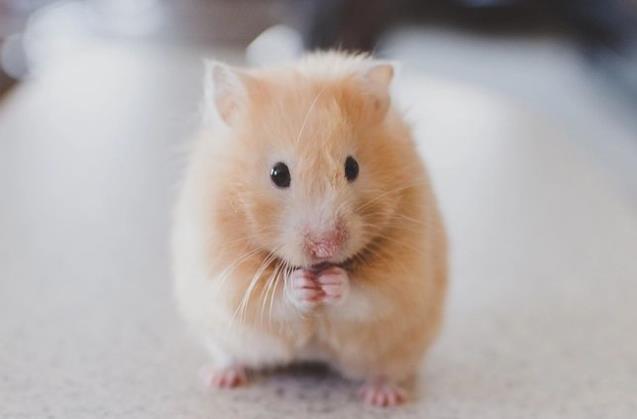 属鼠人出生年月日时辰的命运(属鼠人的贵人生肖是谁)