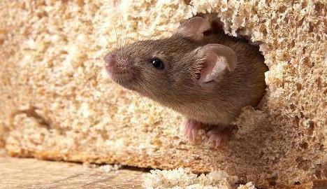 属鼠人出生年月日时辰的命运(属鼠人的贵人生肖是谁)