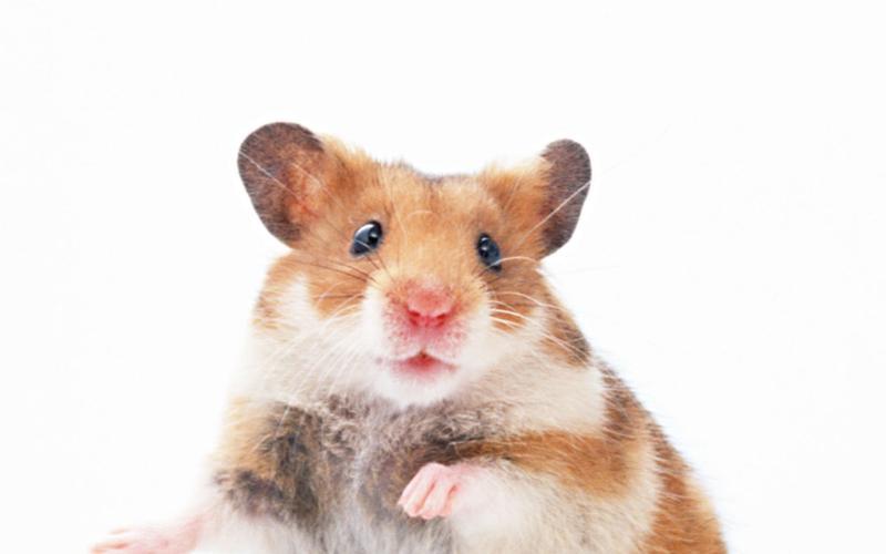 属鼠人出生年月日时辰的命运(属鼠人的贵人生肖是谁)