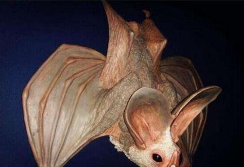 蝙蝠飞进屋里是吉是凶:蝙蝠飞进单位屋里是吉是凶