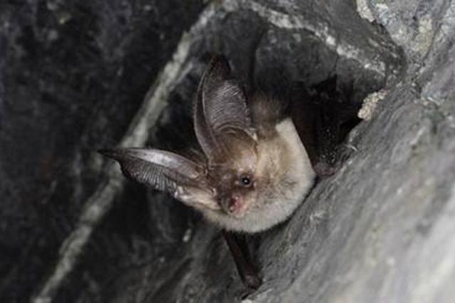 蝙蝠飞进屋里是吉是凶:蝙蝠飞进屋里是吉是凶