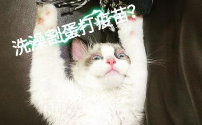 ​猫吃小鱼刺要紧吗？猫吃小鱼会卡鱼刺吗？