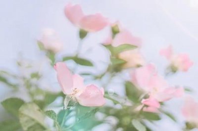 ​严顺开个人简介 弟子凌梅芳：严顺开的妻子是哪位