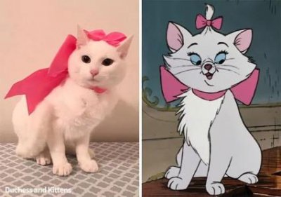 ​狗狗耳朵有耳螨宠物狗耳朵长耳螨