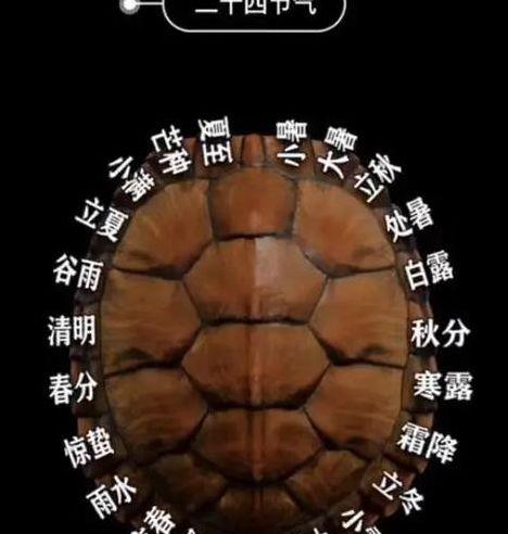 每日占卜（每日占卜龟壳）