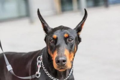 ​什么是犬瘟热？主人最好按这3点预防 什么是犬瘟以及引发的诱因