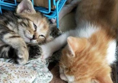 ​猫咪走丢一年了该怎么找回来猫咪走丢了怎么办？