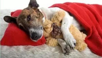 ​十大适合家养的宠物狗十大适合家养的宠物狗品种