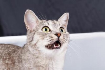 ​猫咪刚到新家走丢了怎么找回来猫咪走丢了教你几招