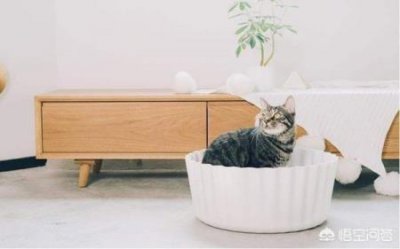 ​暹罗猫的长毛猫种：巴厘猫，性格聪慧粘人，巴厘猫的性格特征你知道吗？