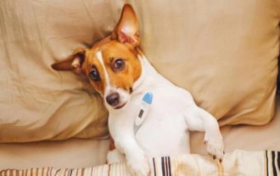 ​选择中华田园犬的五大理由：养狗的明智之选