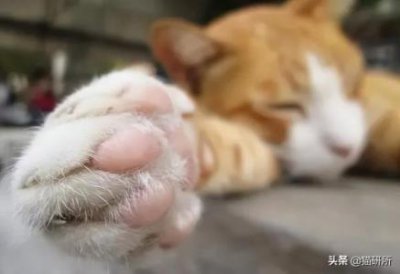 ​猫咪体内外驱虫多少钱？如何给猫咪驱虫？