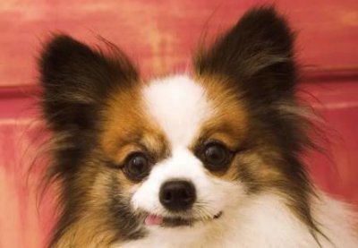 ​狗狗体内驱虫有蛔虫 狗狗驱虫后拉出蛔虫