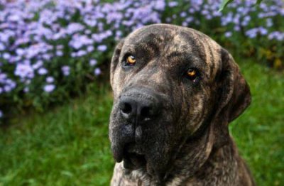 ​比熊去泪痕战斗史，简直像换了只比熊一样 比熊犬去泪痕用什么眼药水