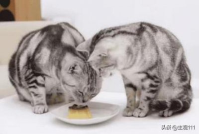 ​猫咪总是拉软便怎么办？软便究竟是什么原因造成？该如何处理？