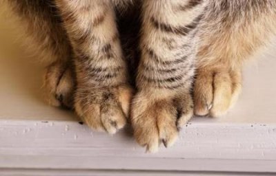 ​狗狗恶性生殖后果狗狗恶性生殖后果流浪狗越来越多