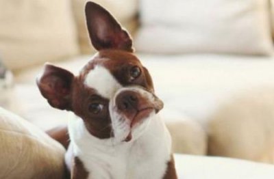 ​柴犬可以吃醋泡黑豆吗？柴犬可以吃酸奶吗？