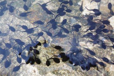 ​全球公认最强十大陆军：美俄进不了前五，印度排名让人意外！