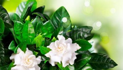 ​趣知识：蓓昂斯卸妆水怎么样蓓昂斯卸妆水新版味道变了