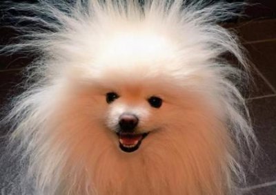 ​查理王小猎犬多大才懂事查理王小猎犬的缺点好贵